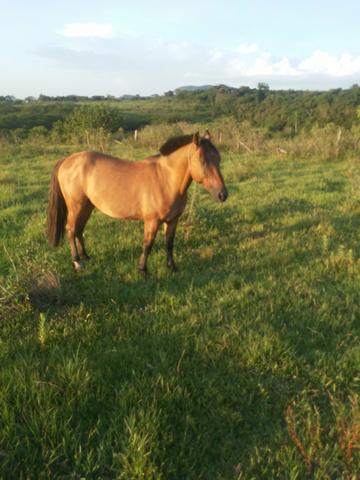 Cavalo