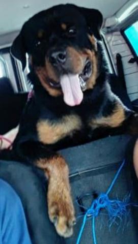 Rottweiler macho - Foto 4