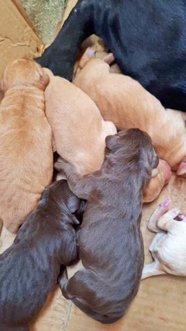 Filhotes de labrador - Foto 4