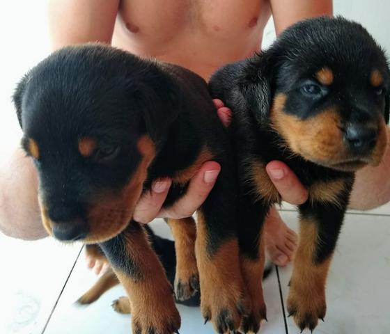 Filhotes rottweiler - Foto 2