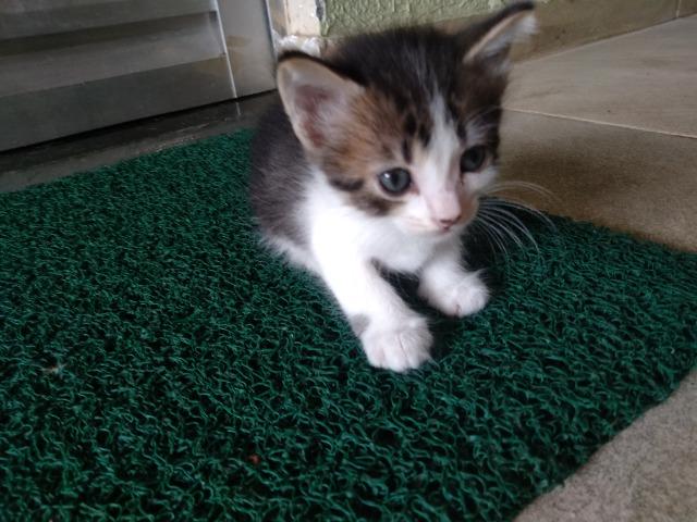 Gatos - Foto 6