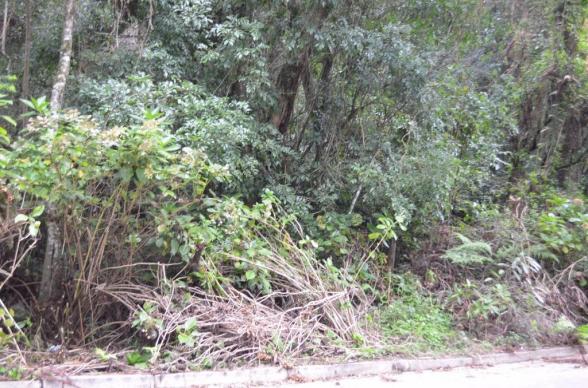 Terreno à venda, 1600 m² por R$ 2.000.000,00 - Vila Suzana - Canela/RS - Foto 3