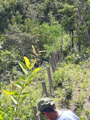 Vendo terreno de 7 alqueiro de terra viagem - Foto 8