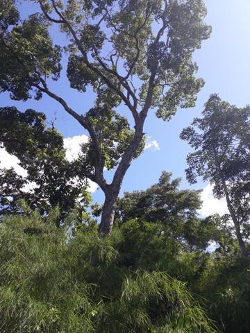 Vendo terreno de 7 alqueiro de terra viagem - Foto 11