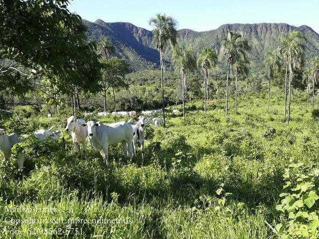 Fazenda em Niquelandia! - Foto 6