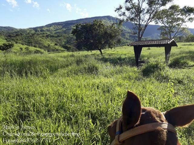 Fazenda em Niquelandia! - Foto 15