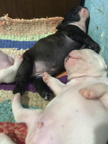 Cachorros Bulldog francês - Foto 4