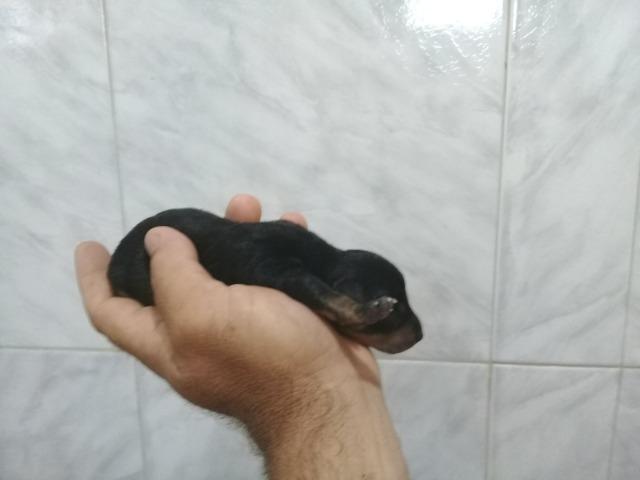 Venda pinscher - Foto 2
