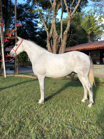 Cavalo Manga larga Marchador