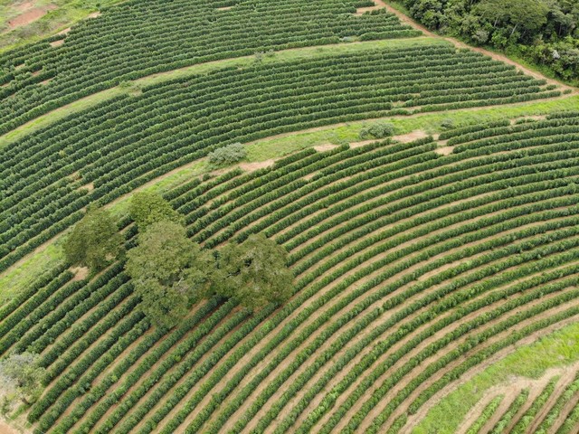 FAZENDA COM 390HEC PRA CAFÉ, BEBIDA DE QUALIDADE!! - Foto 5