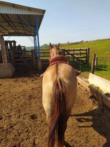 Égua frente aberta, mansa - Cavalos e acessórios - Pachecos, Palhoça  1252773521