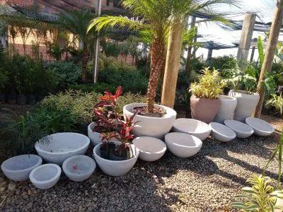 Plantas ornamentais Criciúma SC. - Foto 2