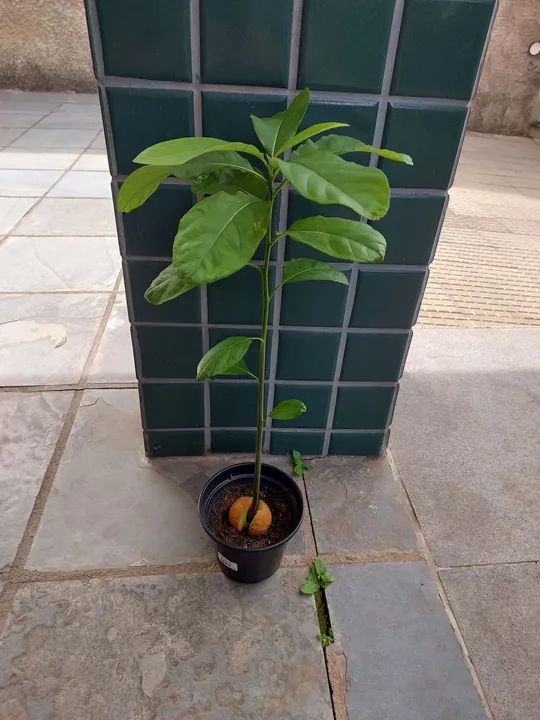 Muda de Abacate - Planta de Abacate - Foto 3