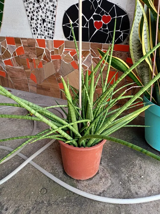 Planta linda de são Jorge