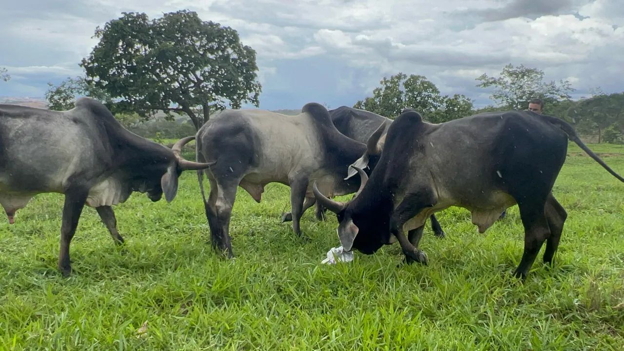 Touros Guzerá Puros  - Foto 2