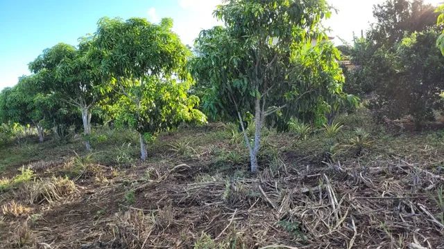 Chácara para venda com 5.010,00m² em Conquista - Bahia - Foto 15