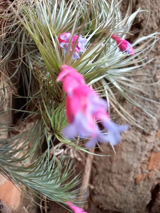 Brómelias Lindas para seu Jardim - Foto 4