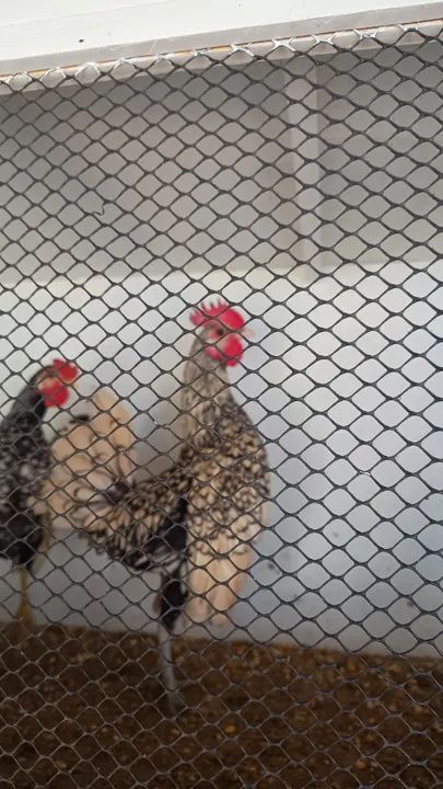 Galinhas Sebright Prata e Dourado - Foto 4