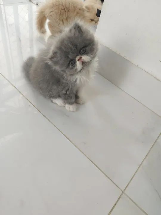 Vendo lindos gatinhos persas - Foto 4