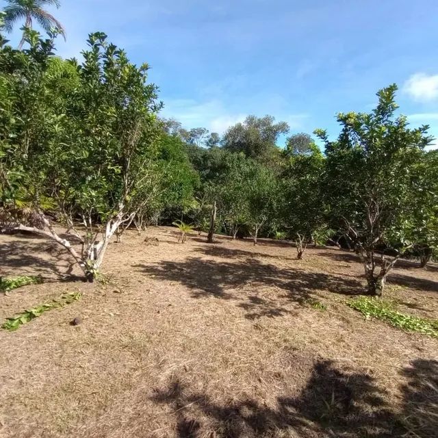 VENDO SITIO BRASILEIRINHO KM8  - Foto 4