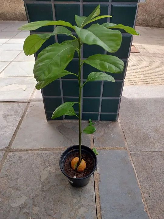 Muda de Abacate - Planta de Abacate