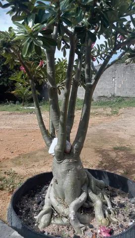 Rosa do deserto gigante - Foto 2