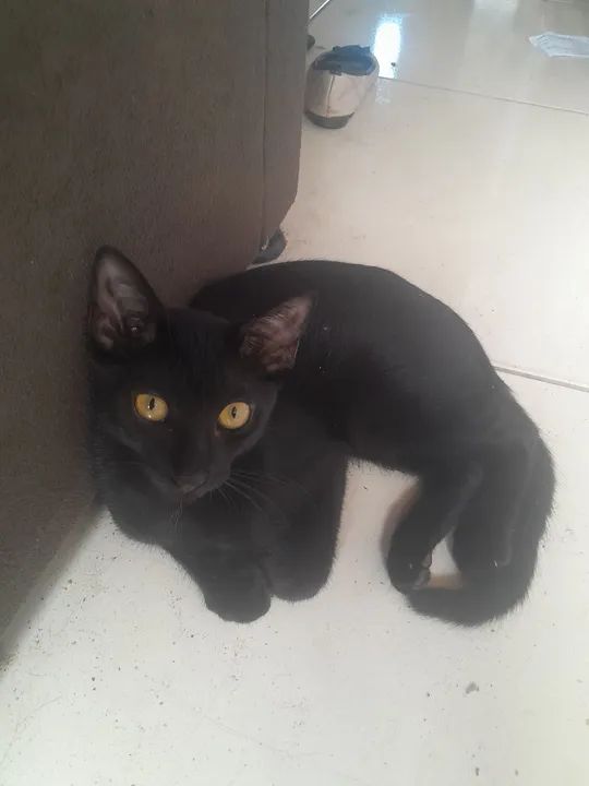 Gatinho preto para doaçao - Foto 3