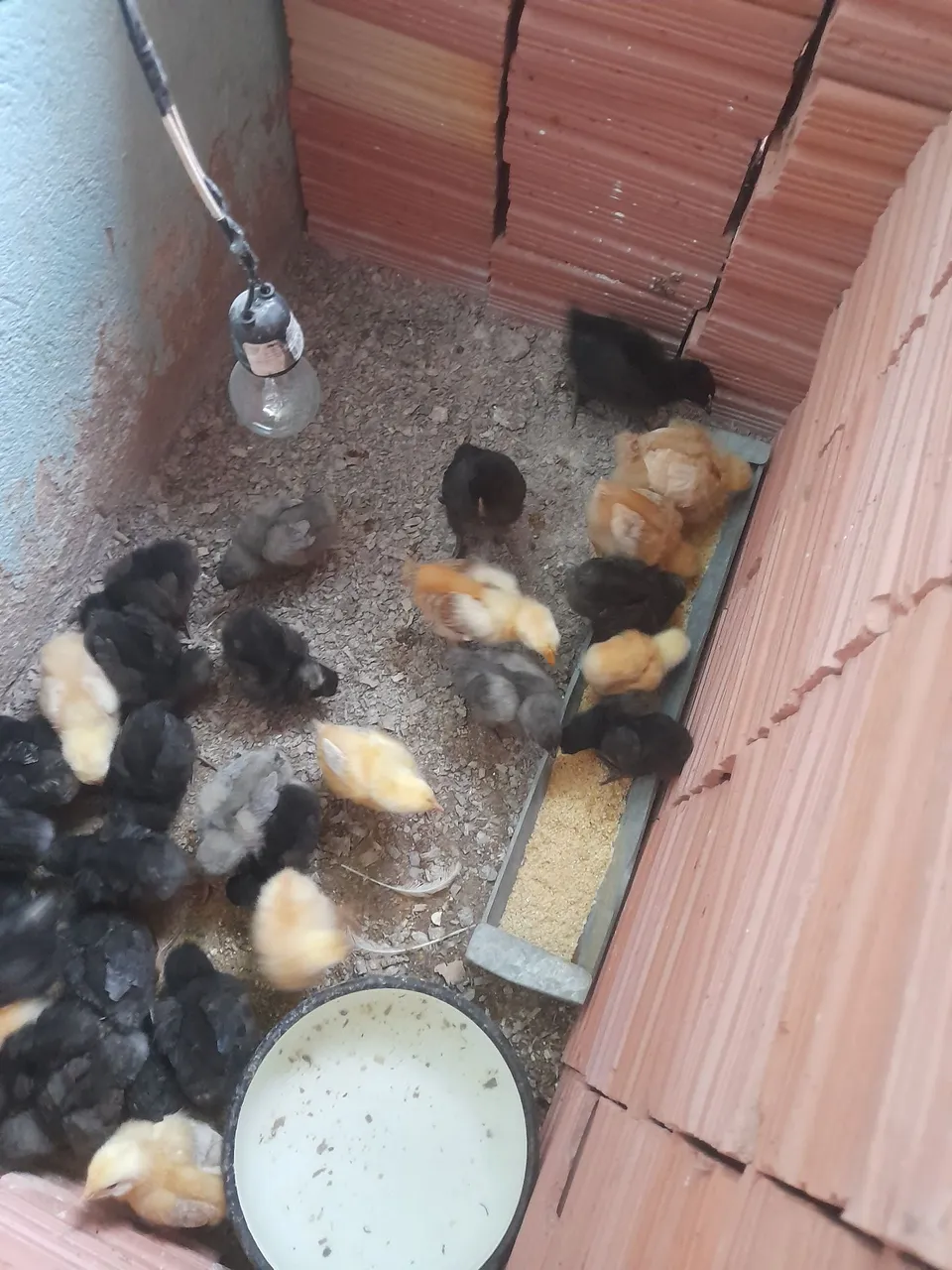 Vendo Pintinhos, Filhotes de galinha