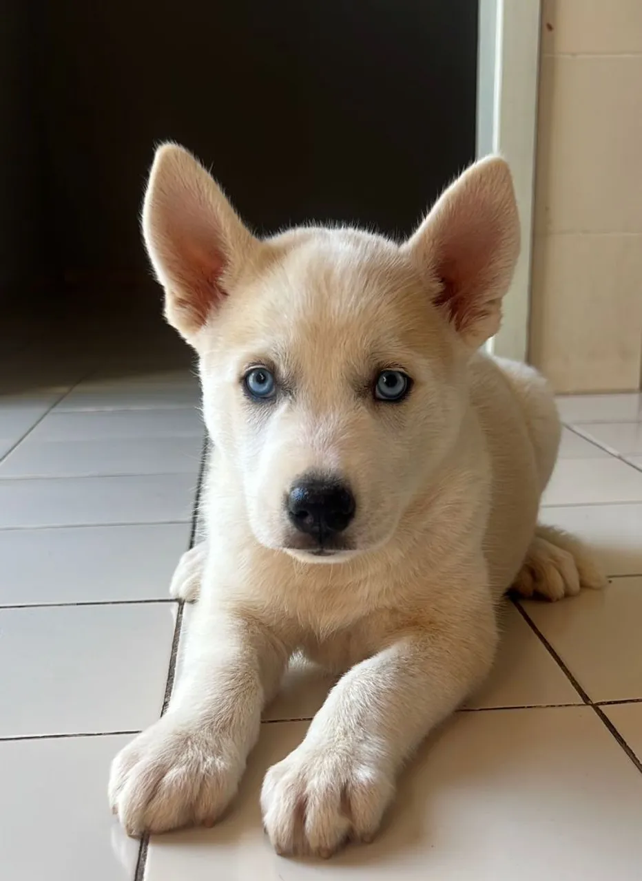 Filhote Husky Fêmea Puro!