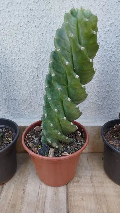 Cactos Parafuso  - Foto 4