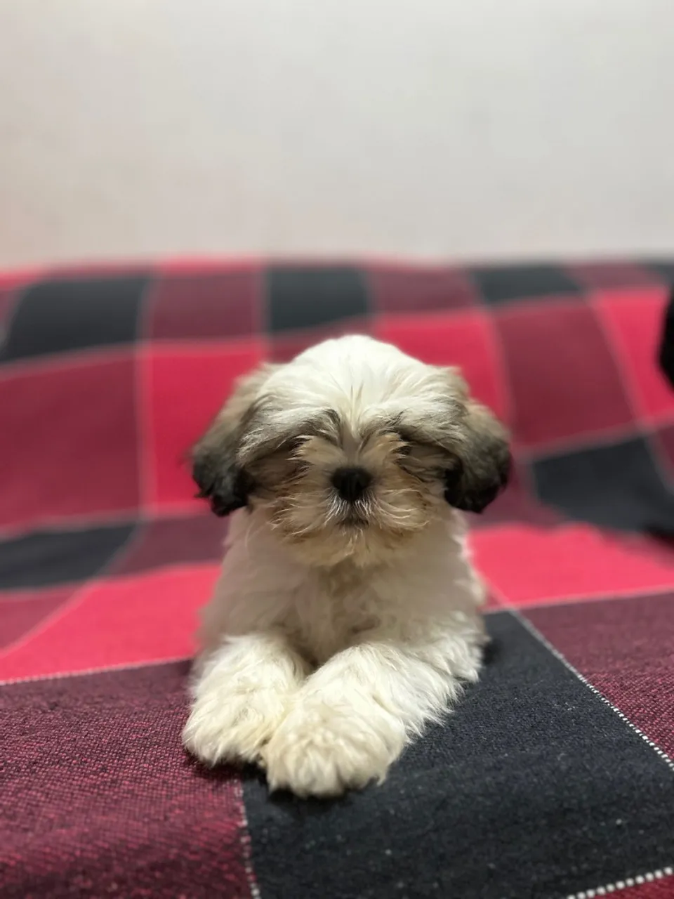 Filhote Shih Tzu brincalhão