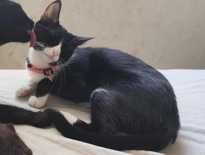 Doação gata castrada - Foto 4