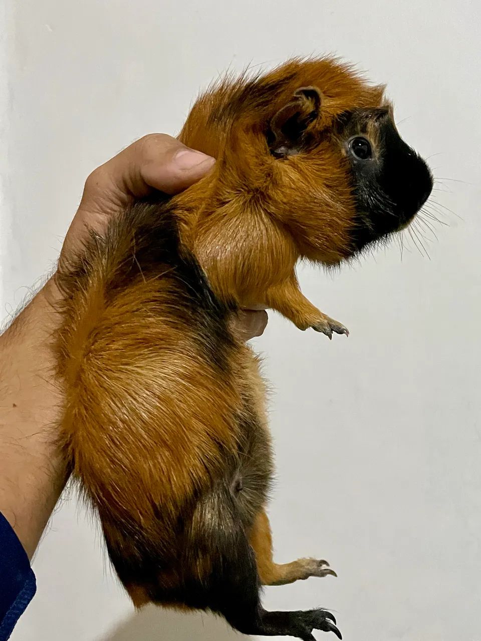 Porquinho da índia 63824587143427123