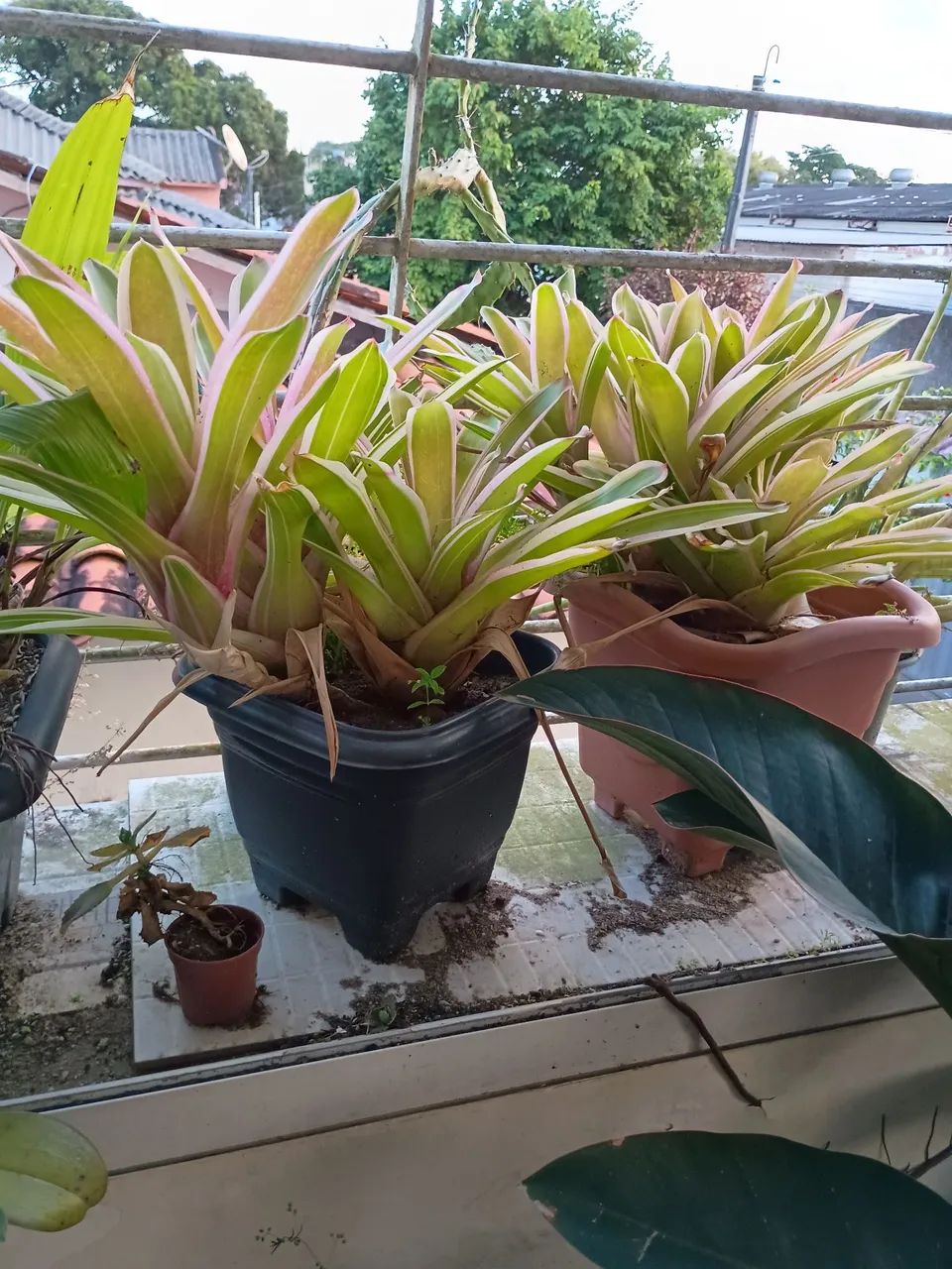 Vende se  oito planta  - Foto 5