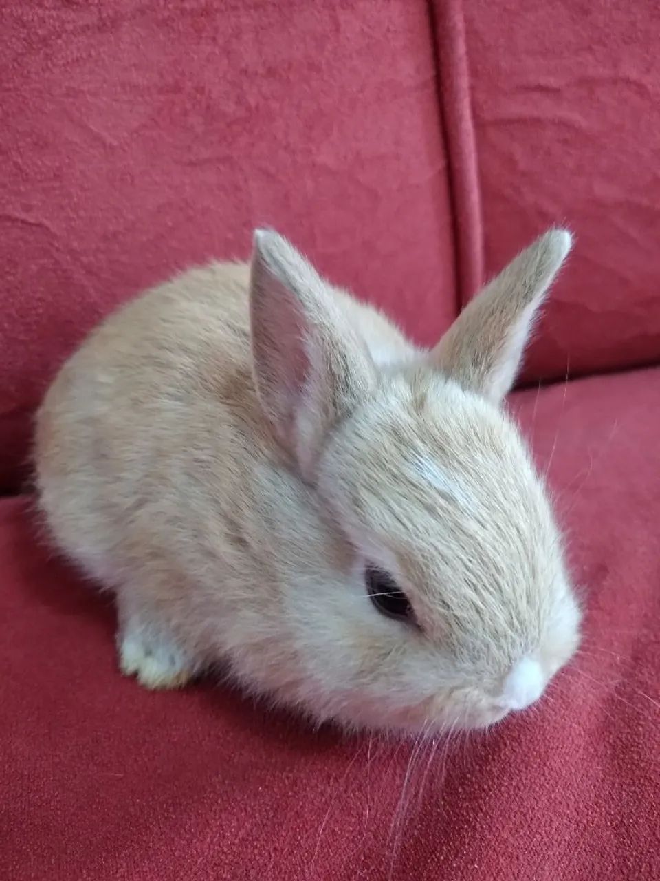Coelhos mini lindos (sou de Jundiaí- SP) - Foto 2