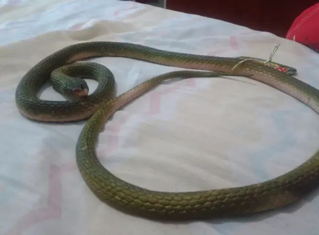 Cobra Serpente Verde Longa De Borracha Natural World - Foto 2