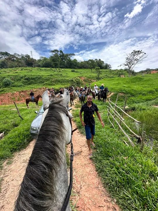 POTRO/CAVALO 3 anos e meio  - Foto 4