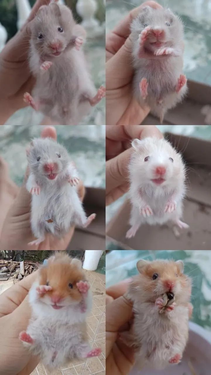 Hamster Sírio em Maceió 64169904305666124