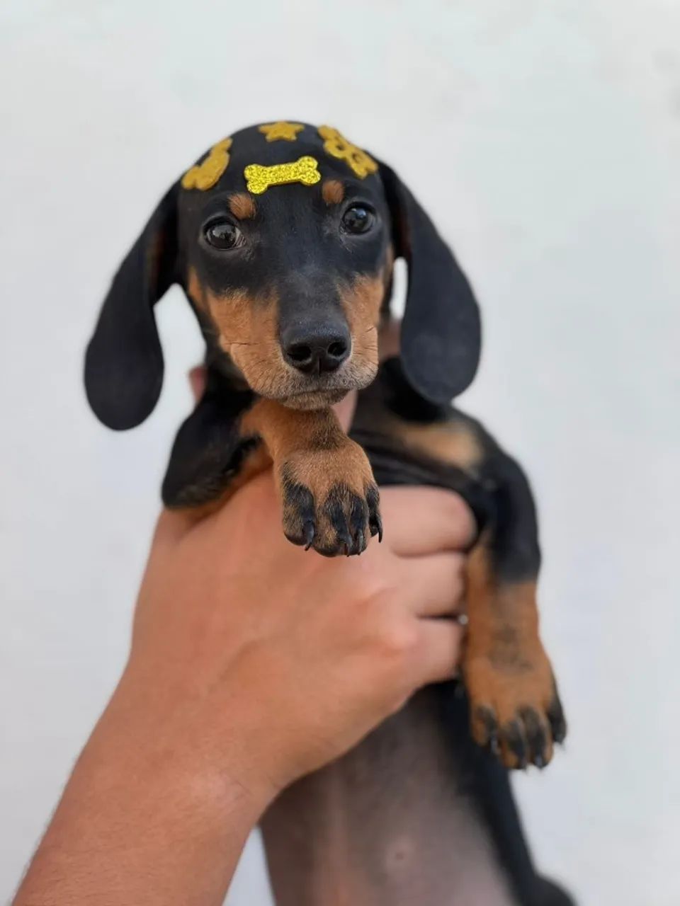 Pequeninos, Orelhudos e Cheios de Amor - Filhotes de Basset daschund - Foto 2