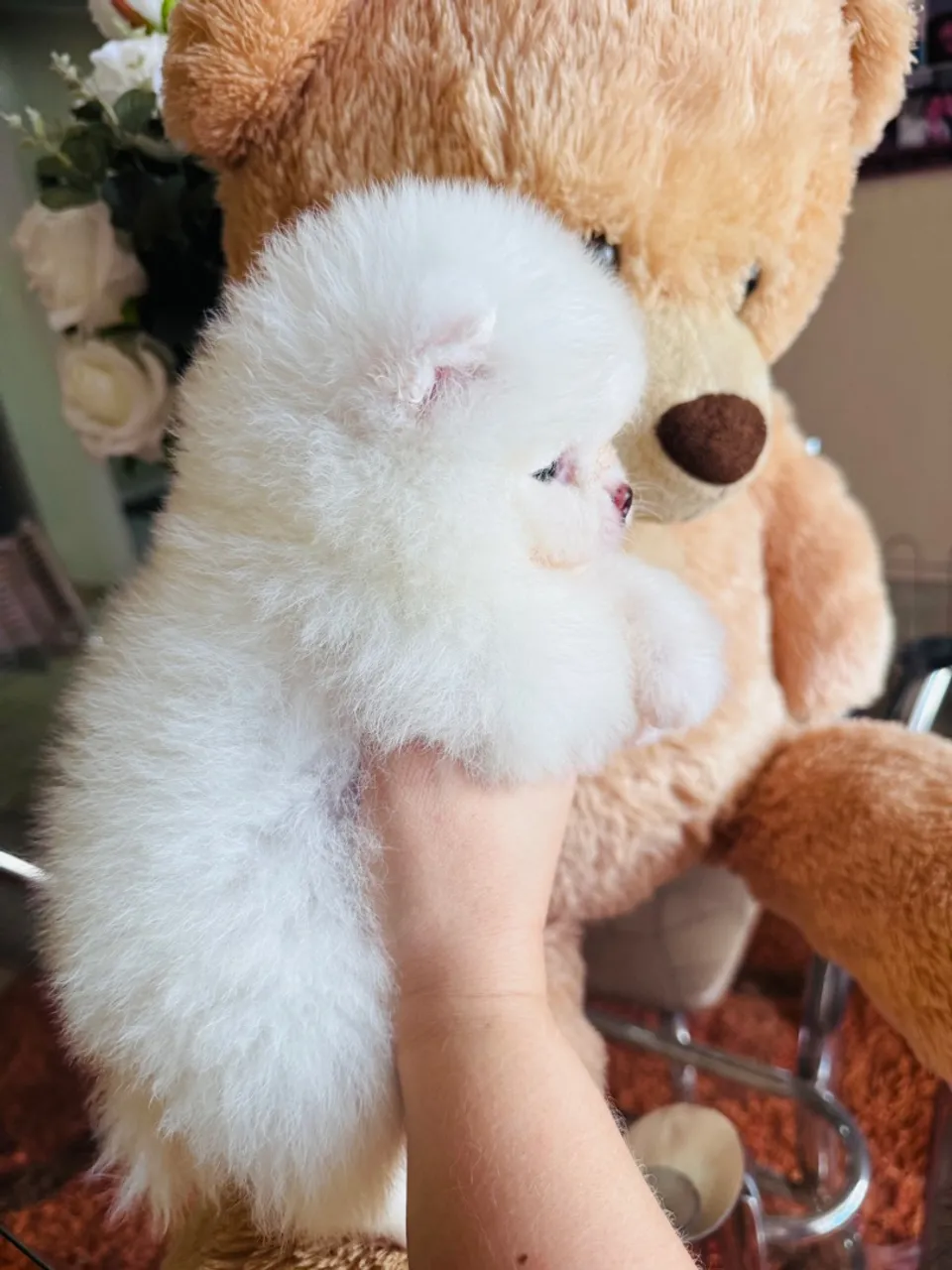 Filhote de Spitz Alemão Anão (Lulu da Pomerânia)