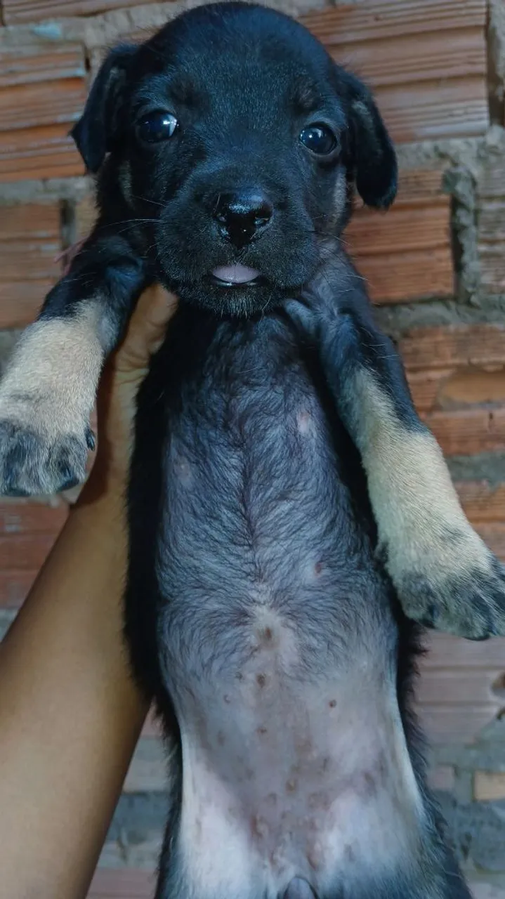 Filhotinhos de cachorrinhos de porte grande e pequenos