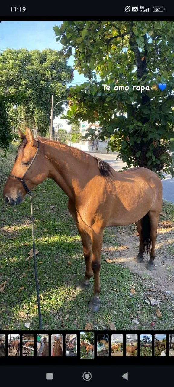 Cavalo mangalarga 6 anos marcha picada 