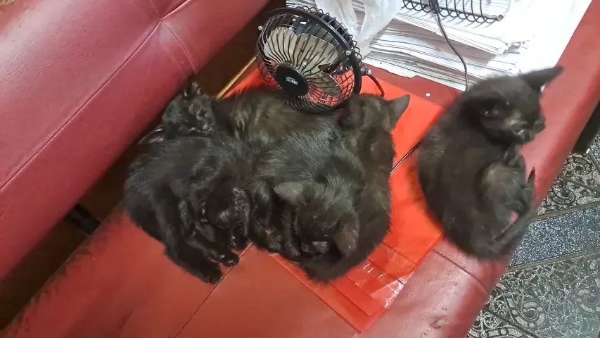 Doa-se filhotes de gato