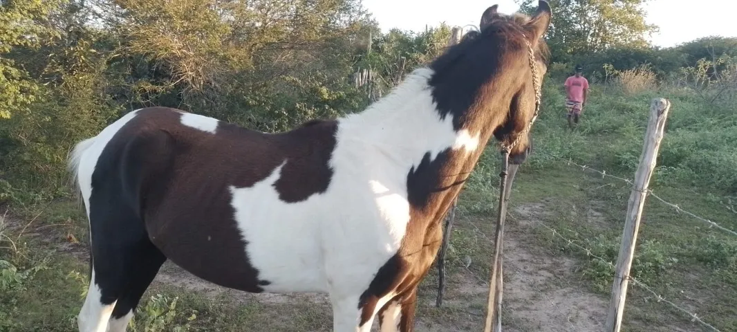 Lindo potro Mangalarga Marchador