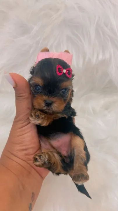 Dois filhotes Yorkshire Terrier - Foto 3