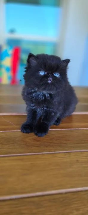 Gatinho Persa black smok 
