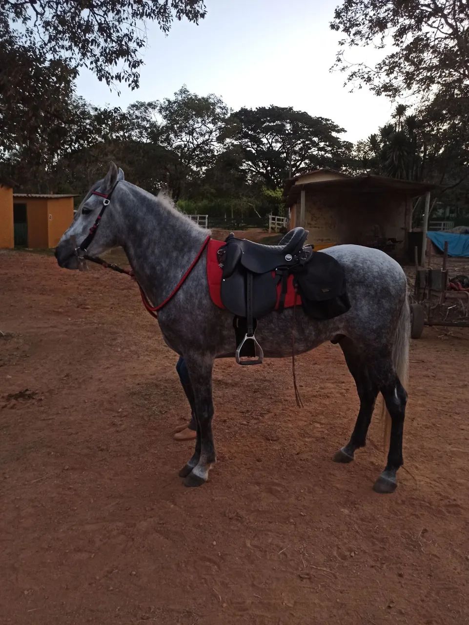 Cavalo Mangalarga Marchador - Mocambo Herói I - Dócil, macio e pronto para sela!