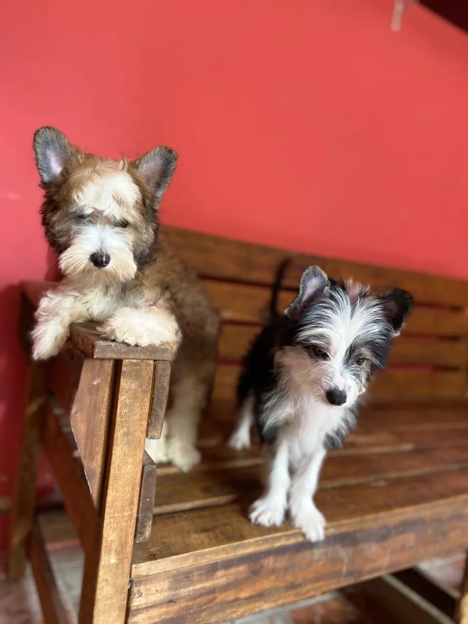 Cão de Cristã Chinês - Foto 4