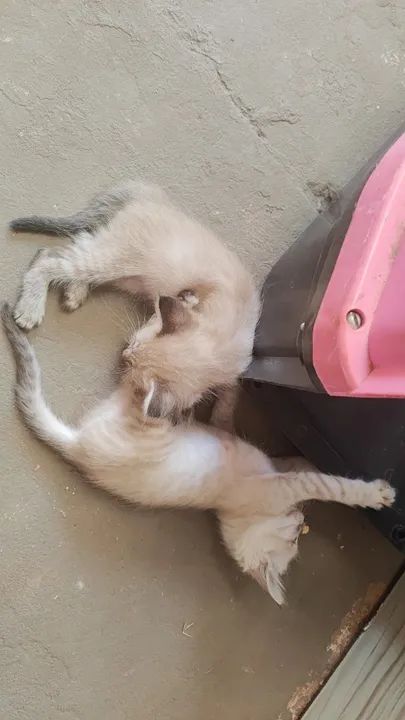 Gatinhos Balinês  - Foto 2