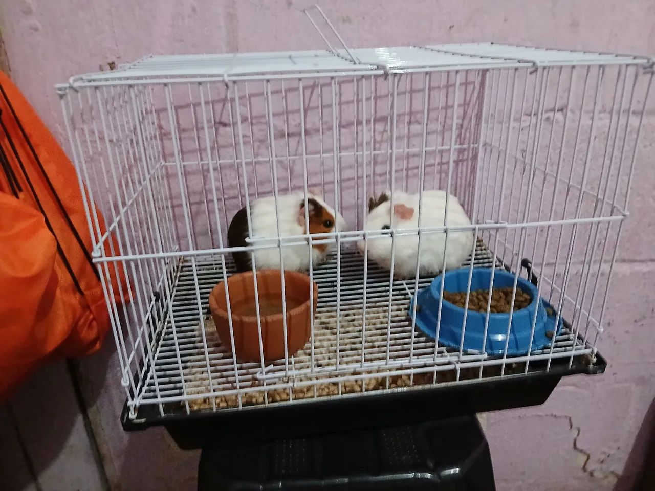 Porquinhos da Índia - Foto 4